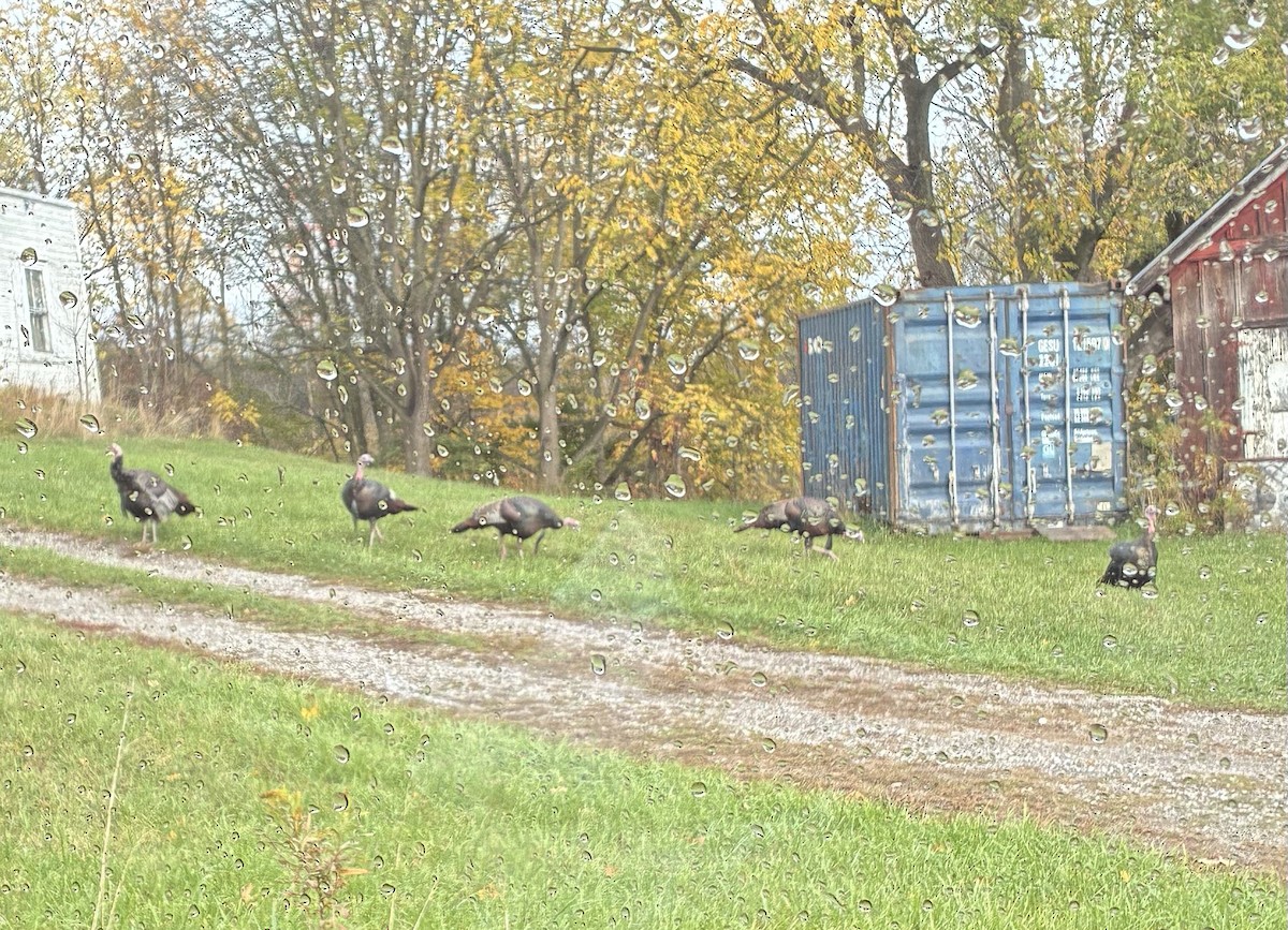 Wild Turkey - ML645020217