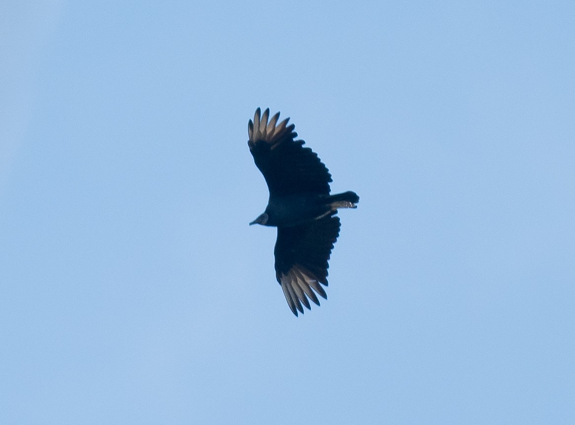 Black Vulture - ML645020221
