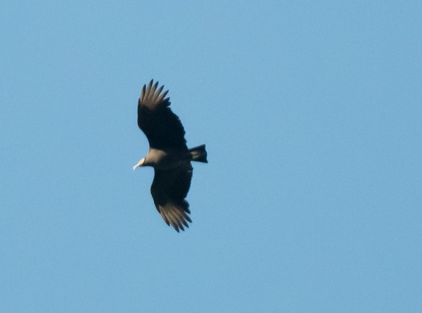 Black Vulture - ML645020222