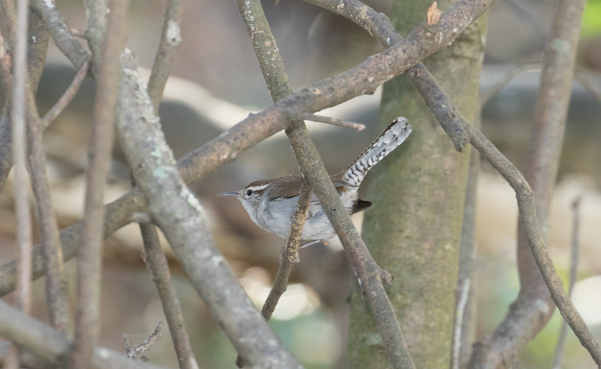 Підбуреник - ML645020237