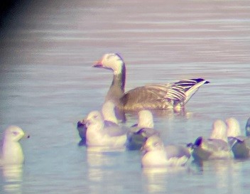 Snow Goose - ML645020238