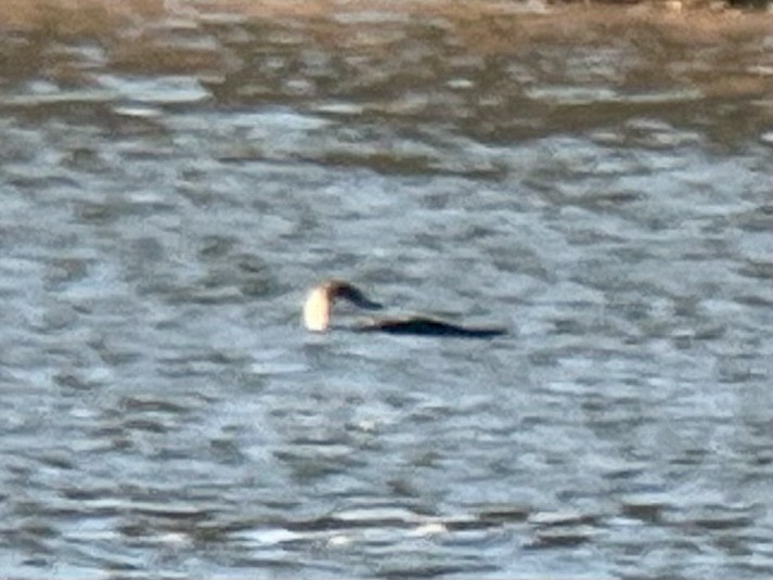 Pacific Loon - ML645020263