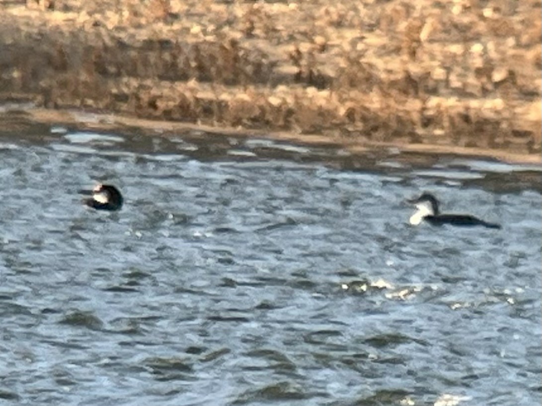 Pacific Loon - ML645020264