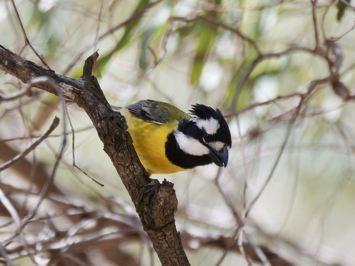 Eastern Shrike-tit - ML645020271