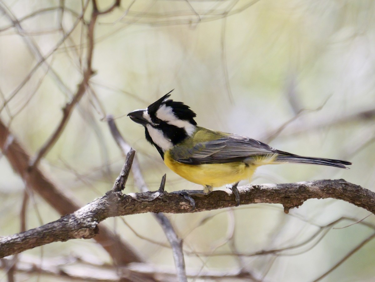 Eastern Shrike-tit - ML645020272
