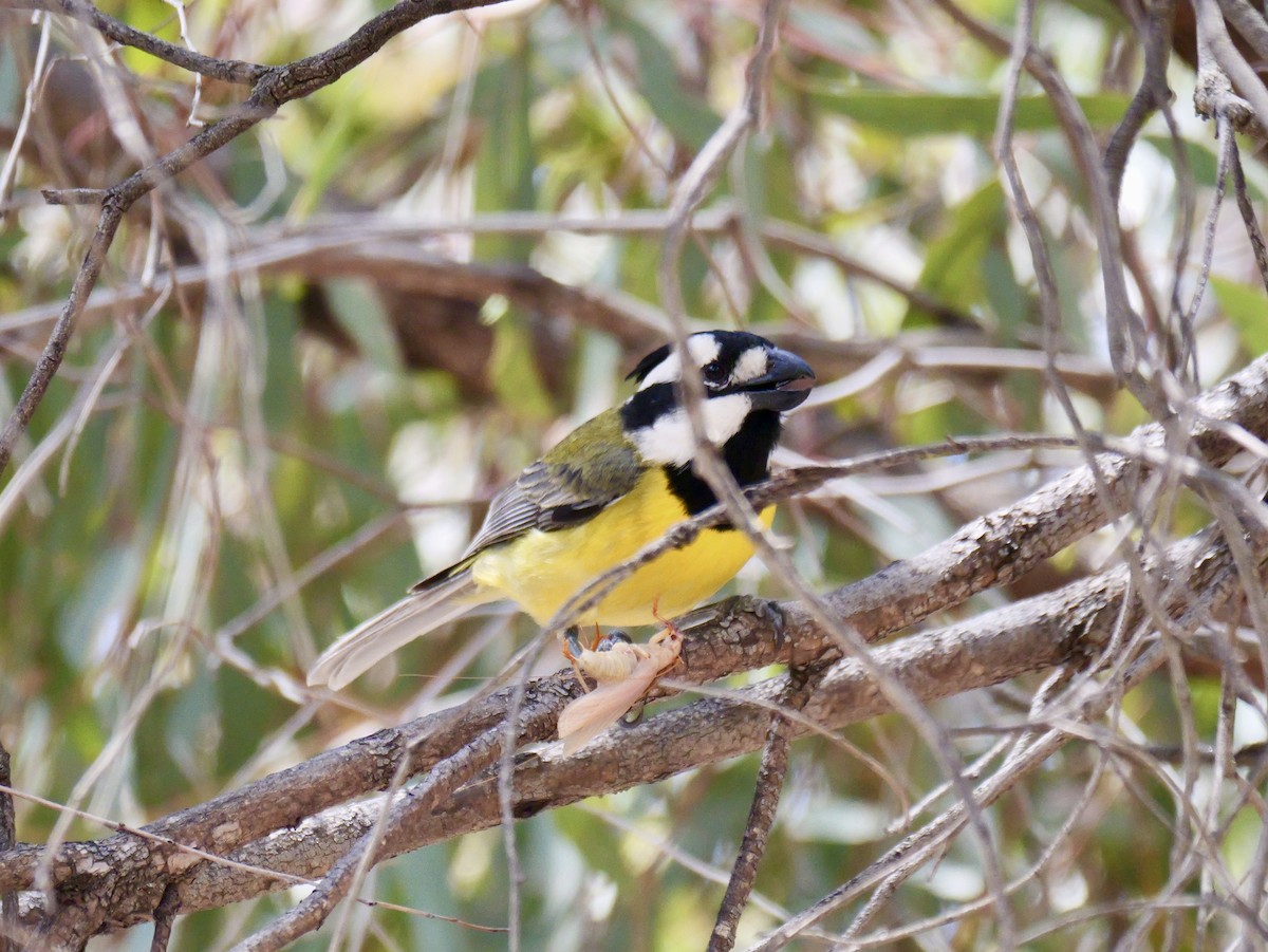 Falconelle à casque - ML645020273