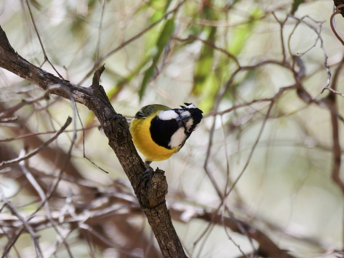 Eastern Shrike-tit - ML645020274