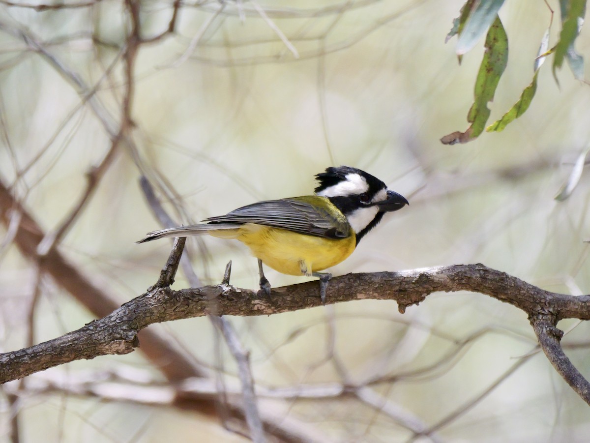 Eastern Shrike-tit - ML645020275