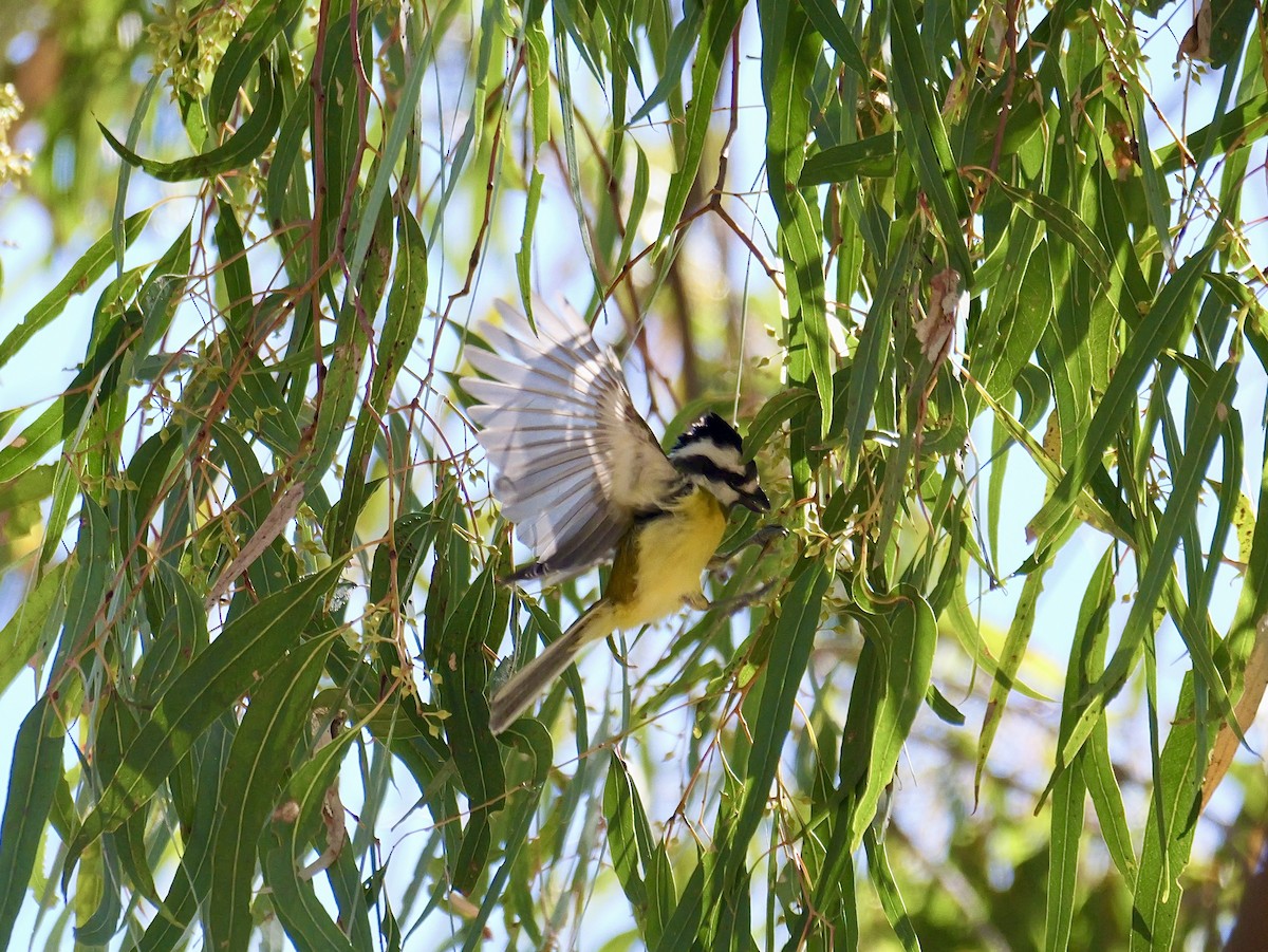 Falconelle à casque - ML645020276