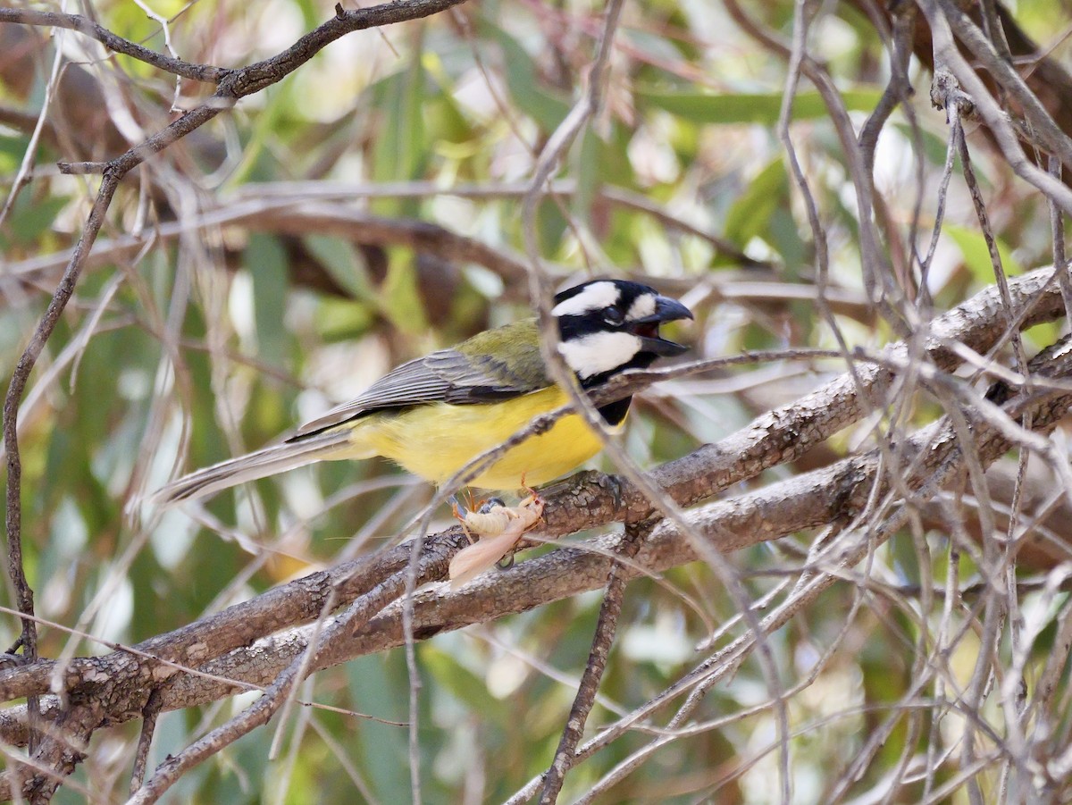 Eastern Shrike-tit - ML645020277