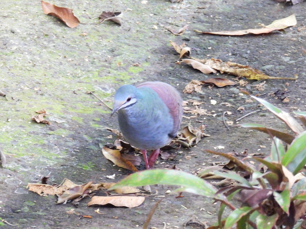 Buff-fronted Quail-Dove - ML645020283