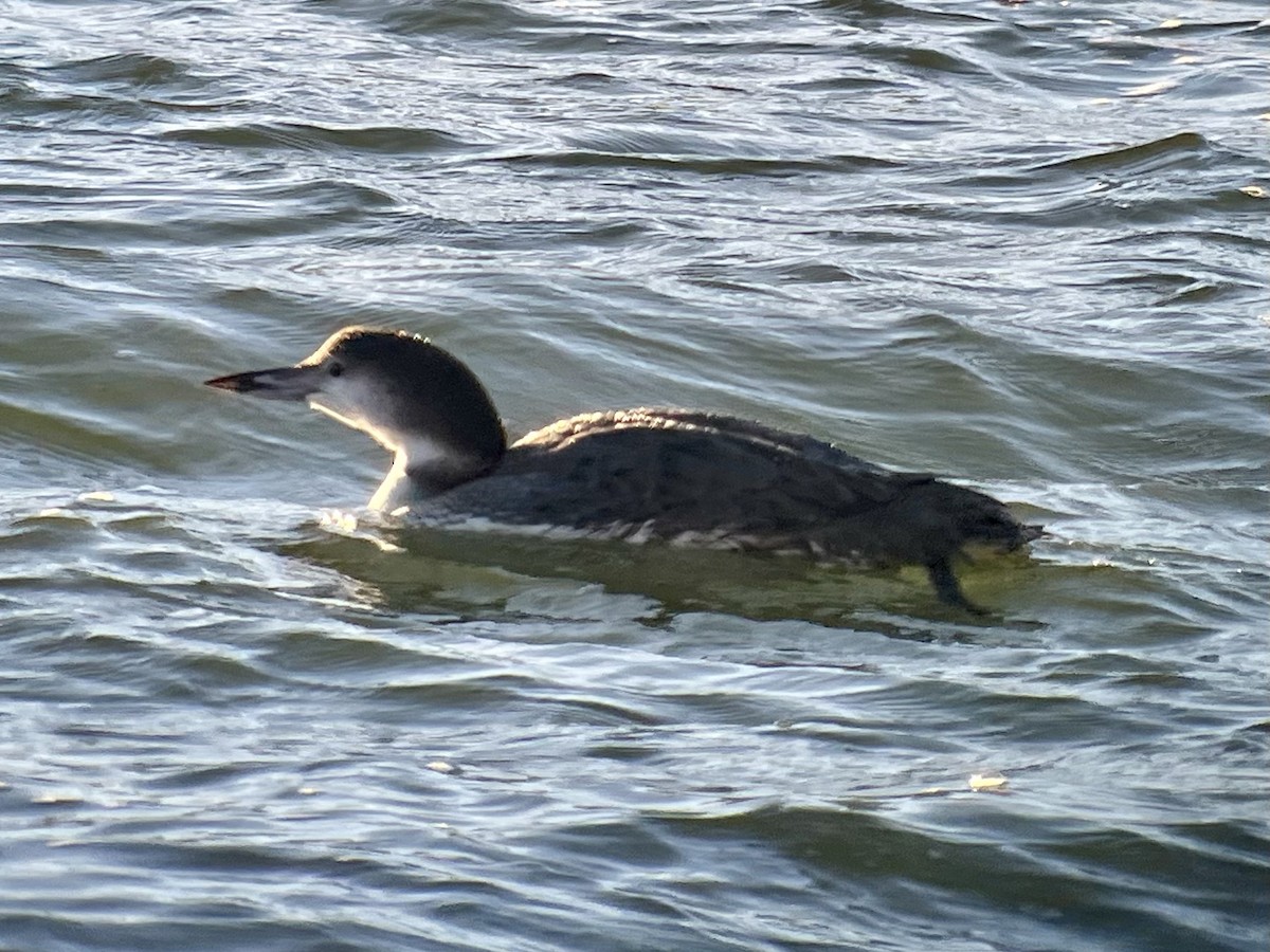 Common Loon - ML645020304
