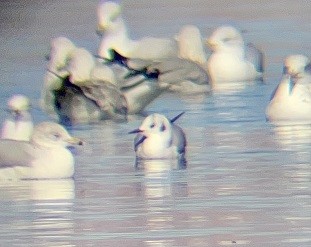 Bonaparte's Gull - ML645020305