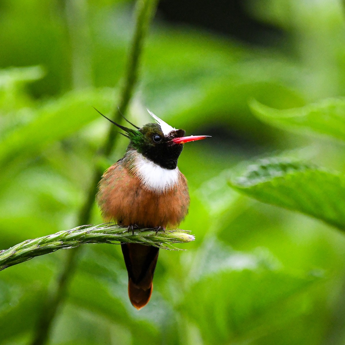 White-crested Coquette - ML645020314