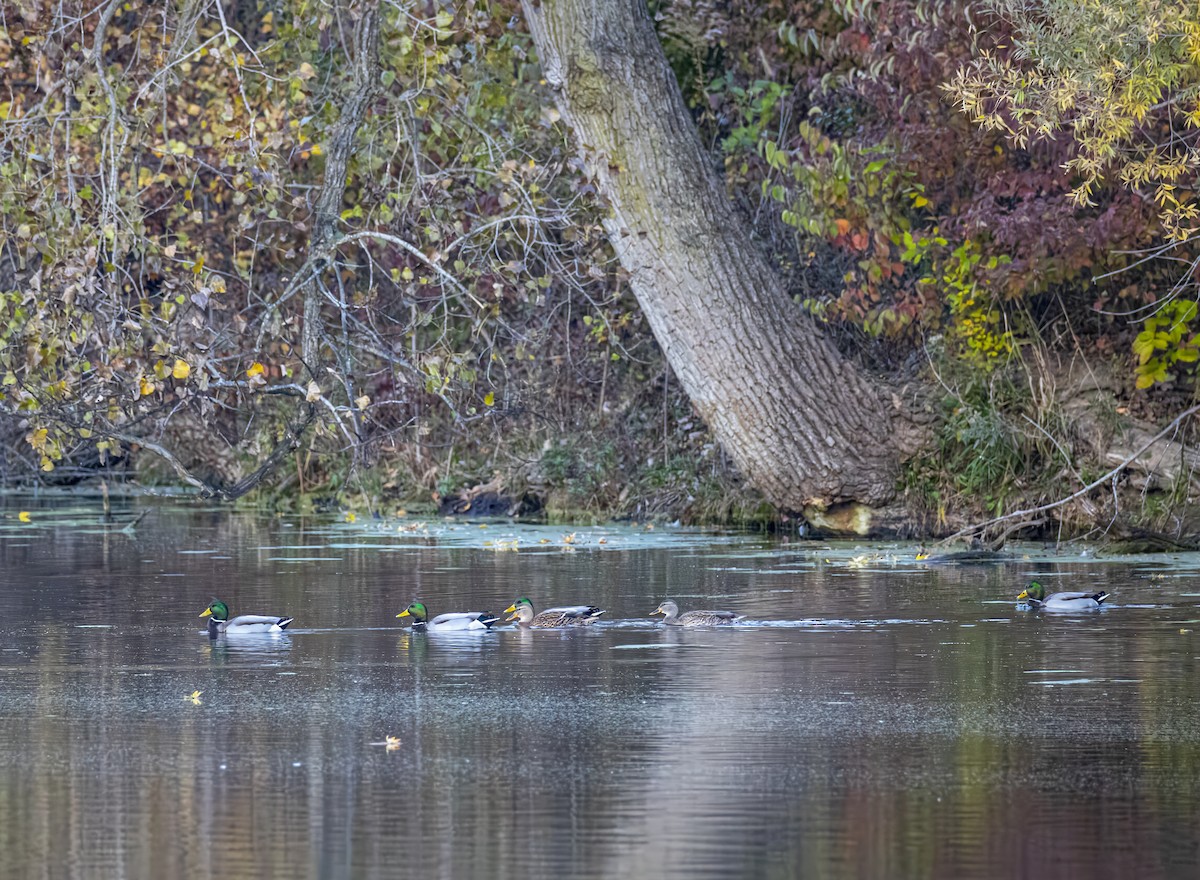綠頭鴨 - ML645020322