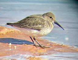 Dunlin - ML645020324