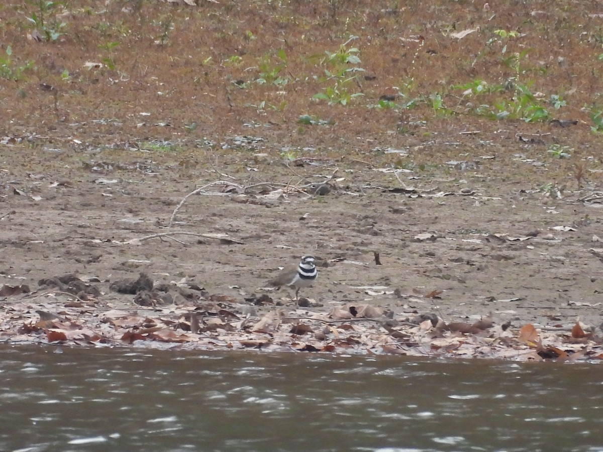 Killdeer - ML645020332