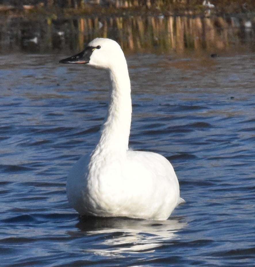 Лебідь чорнодзьобий - ML645020362