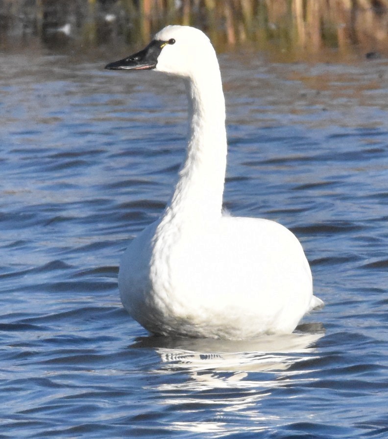 Лебідь чорнодзьобий - ML645020363