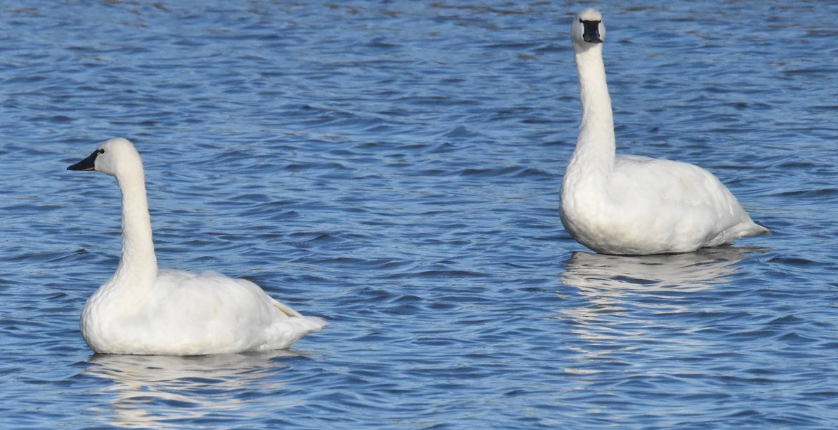 Лебідь чорнодзьобий - ML645020364