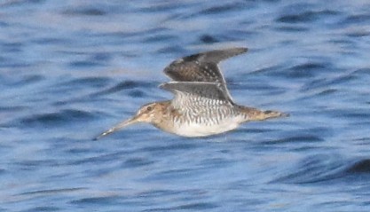 Баранець американський - ML645020366