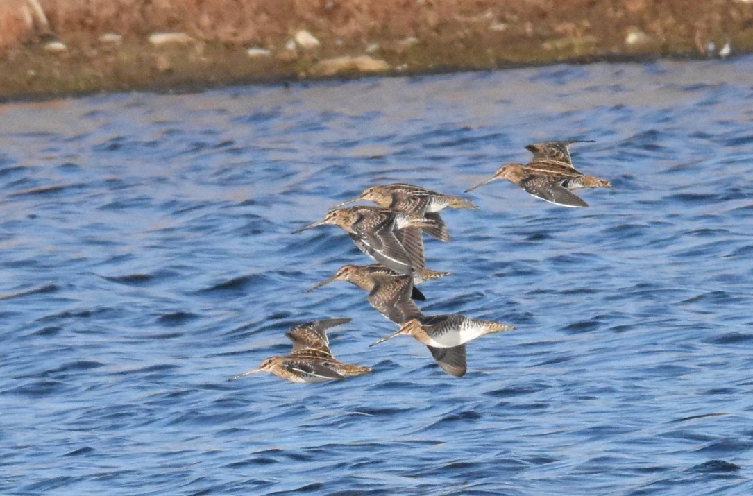 Баранець американський - ML645020367