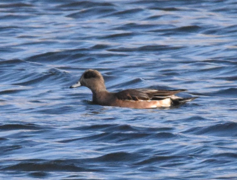 Свищ американський - ML645020373