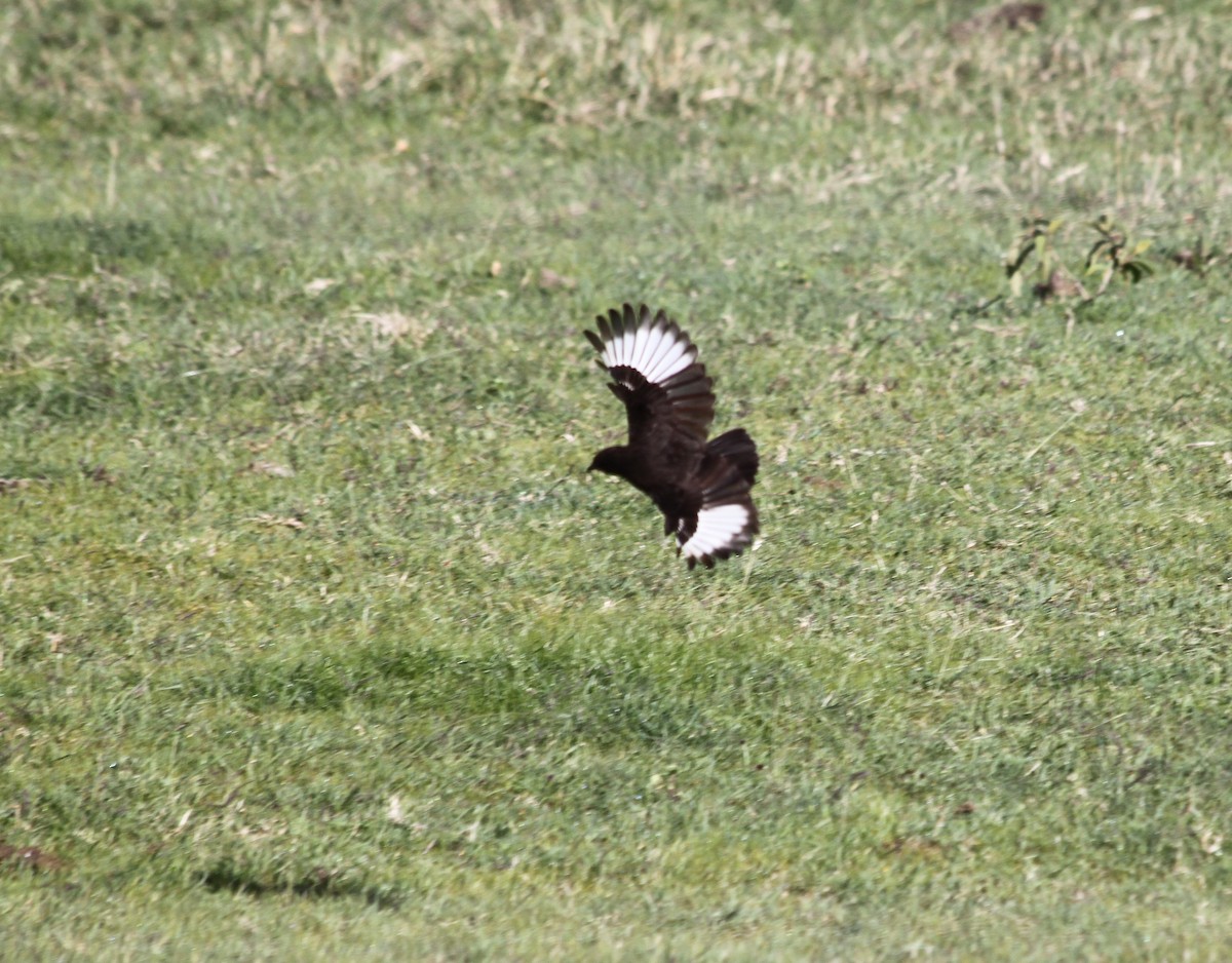 Rußschmätzer - ML645020376