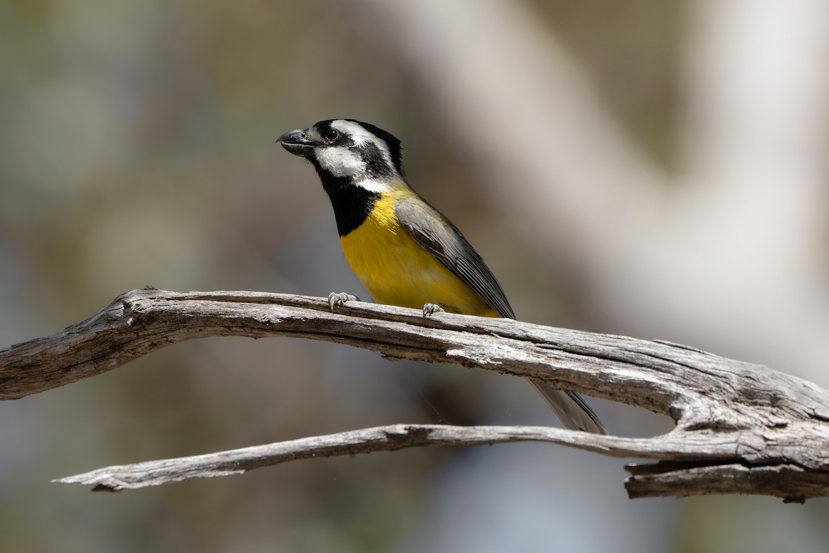 Eastern Shrike-tit - ML645020377