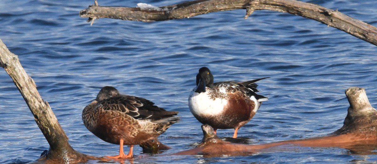 Широконіска північна - ML645020378