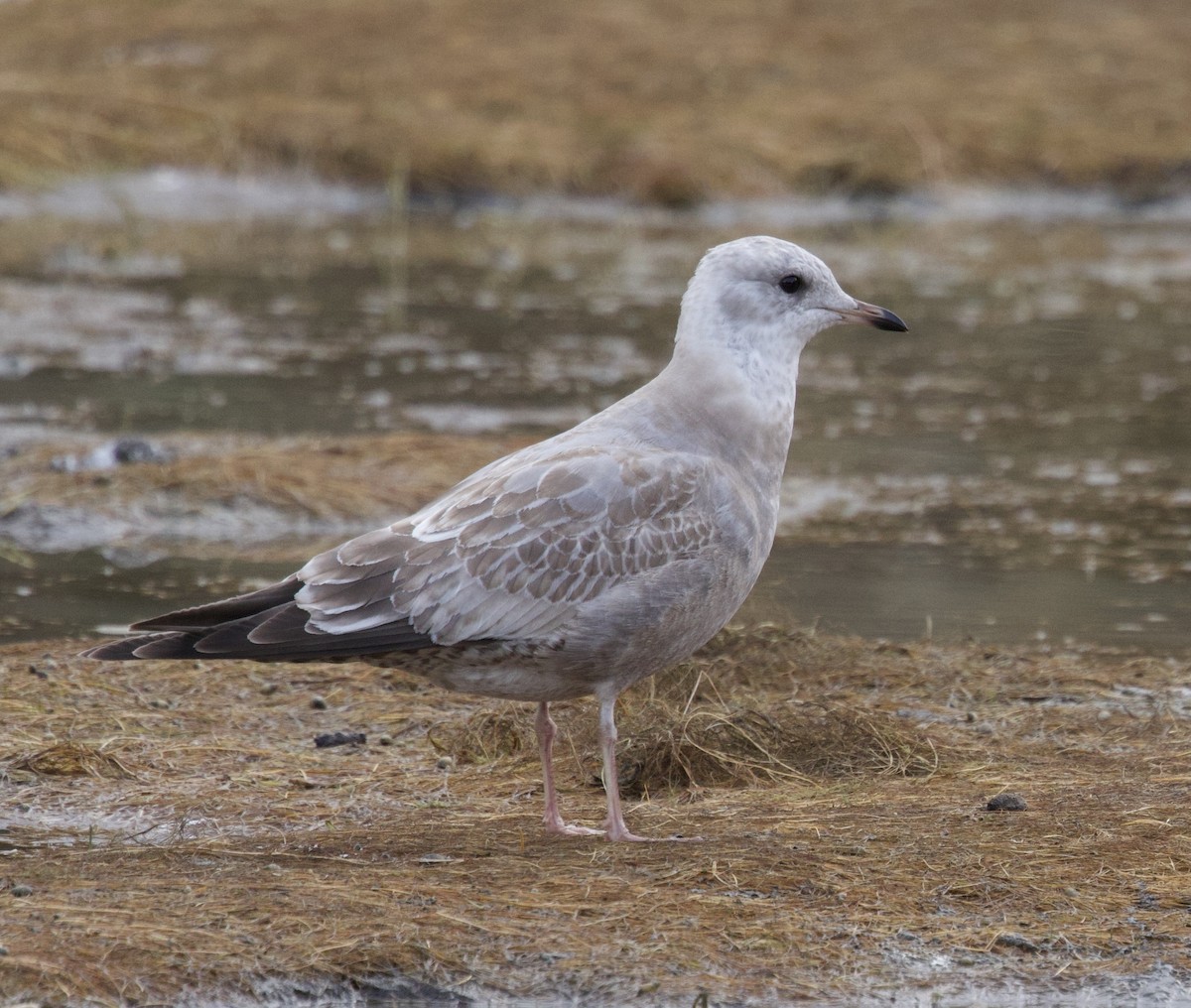 Short-billed Gull - ML645020383