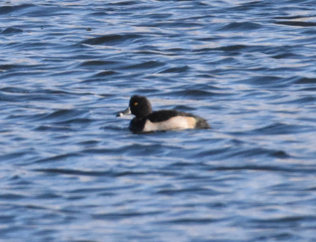 Чернь канадська - ML645020392