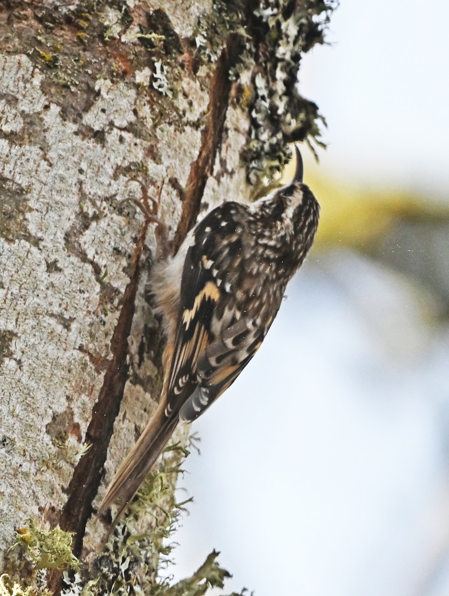 Brown Creeper - ML645020396