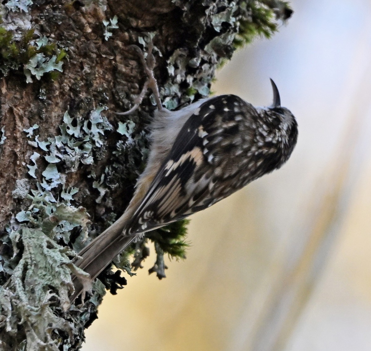 Brown Creeper - ML645020397
