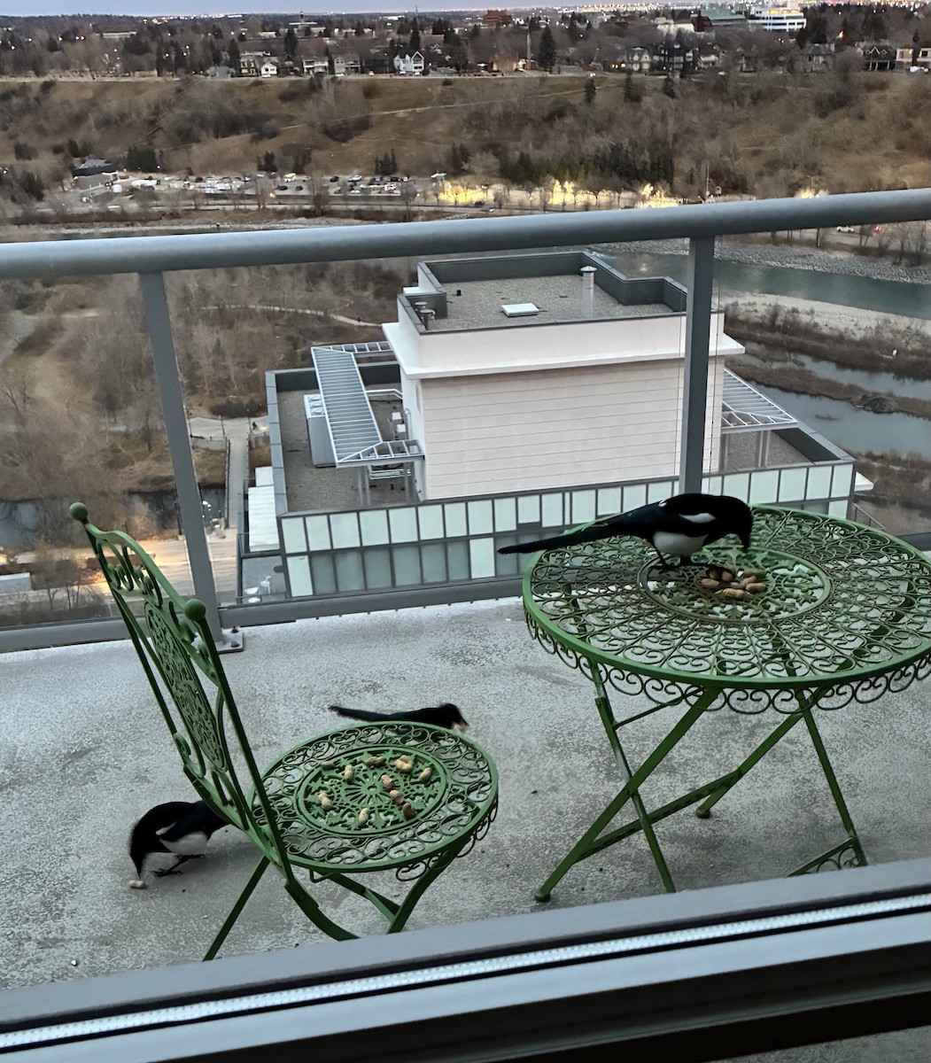 Black-billed Magpie - ML645020431