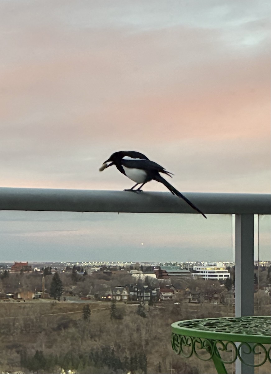 Black-billed Magpie - ML645020468