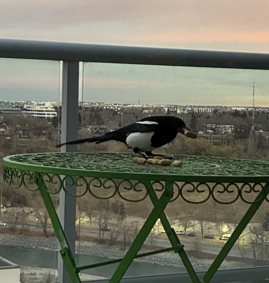 Black-billed Magpie - ML645020469