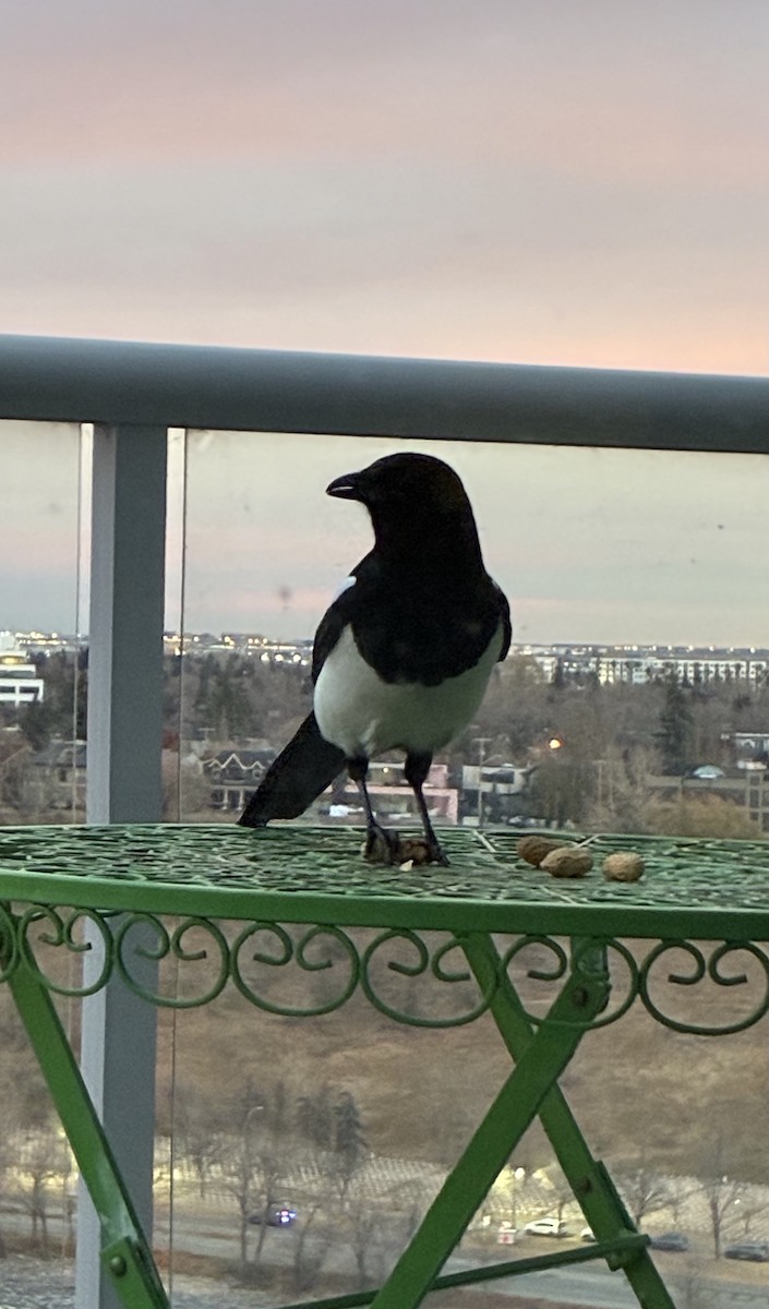 Black-billed Magpie - ML645020477
