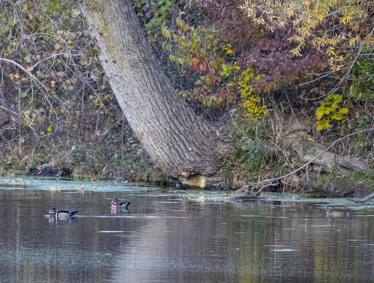 美洲鴛鴦 - ML645020480