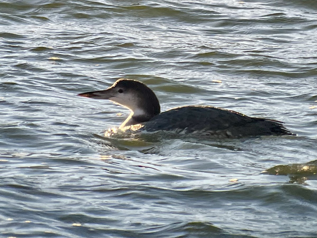 Common Loon - ML645020491