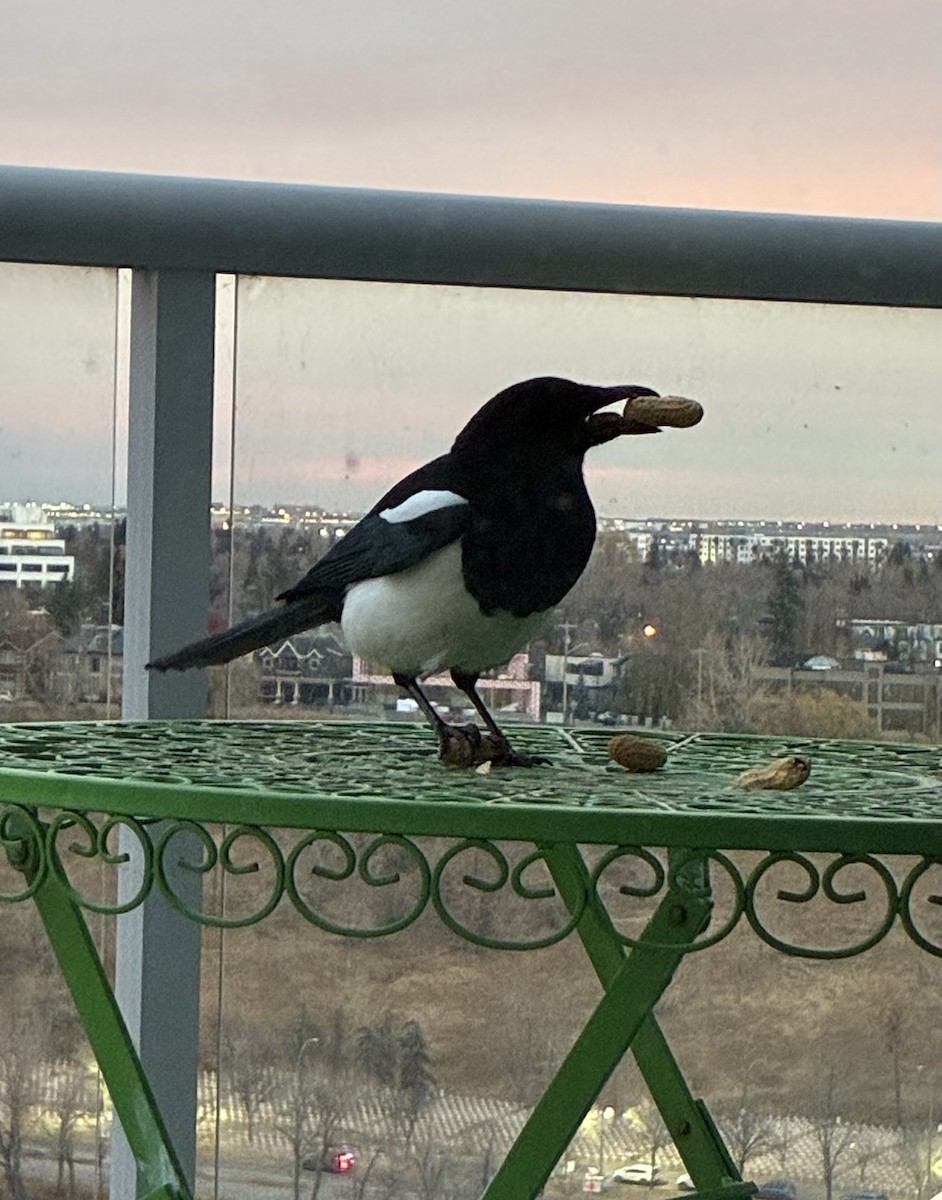 Black-billed Magpie - ML645020492