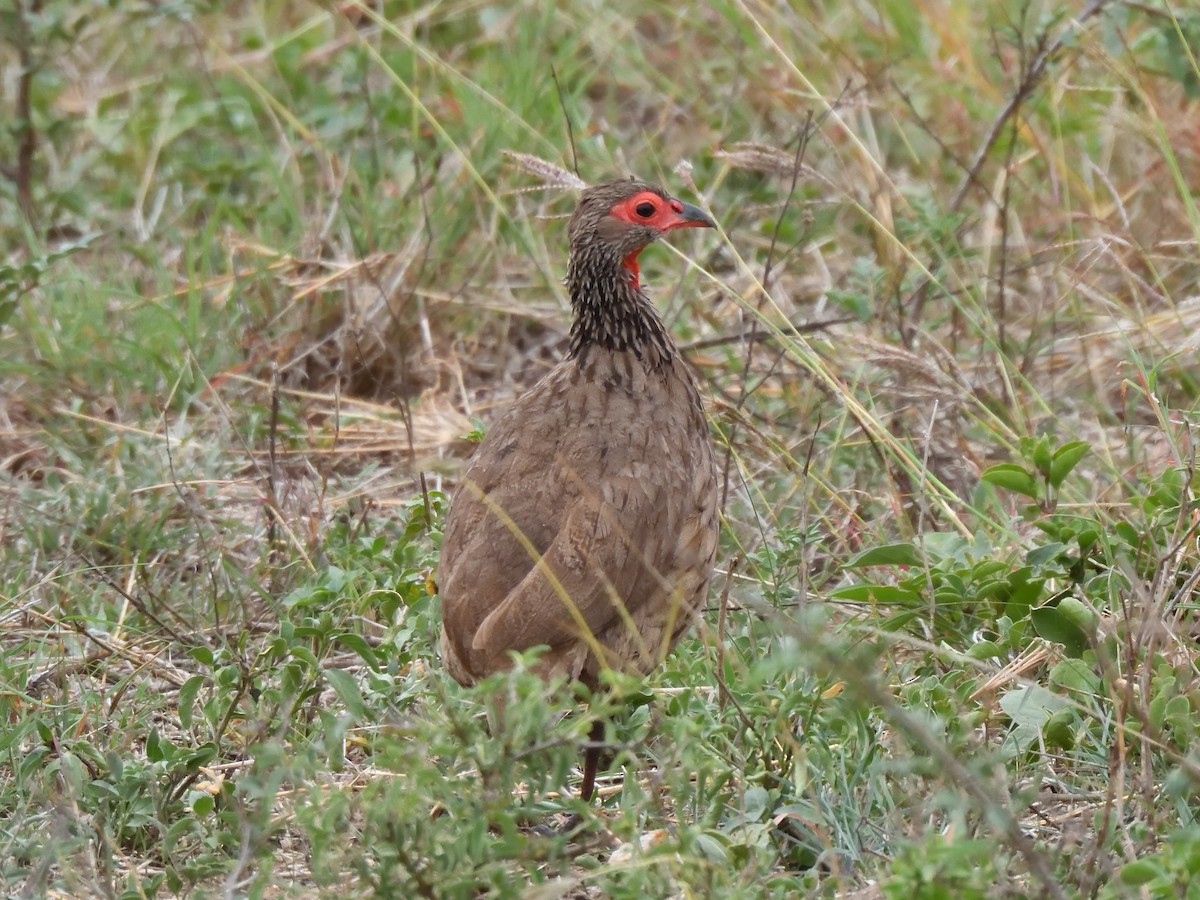 Swainson's Spurfowl - ML645020496