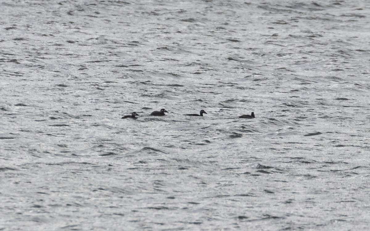 Surf Scoter - ML645020506