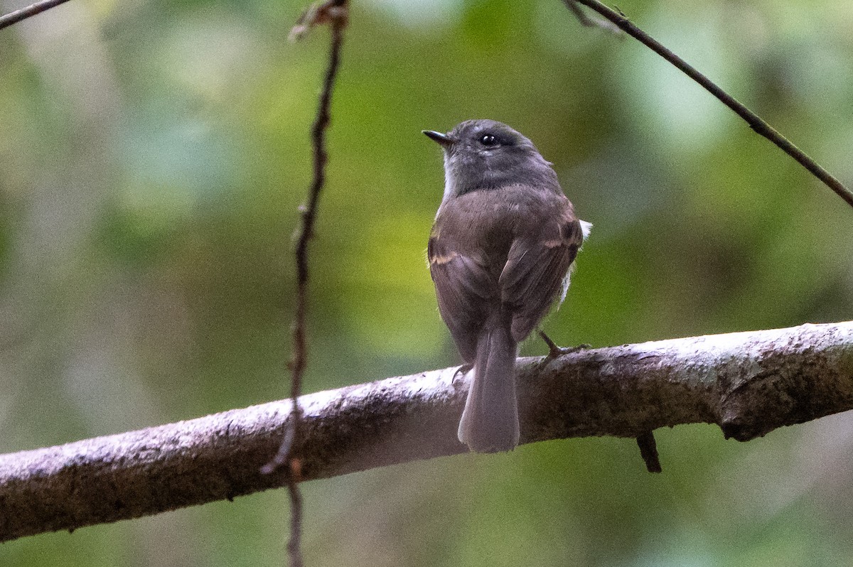 Patagonian Tyrant - ML645020512