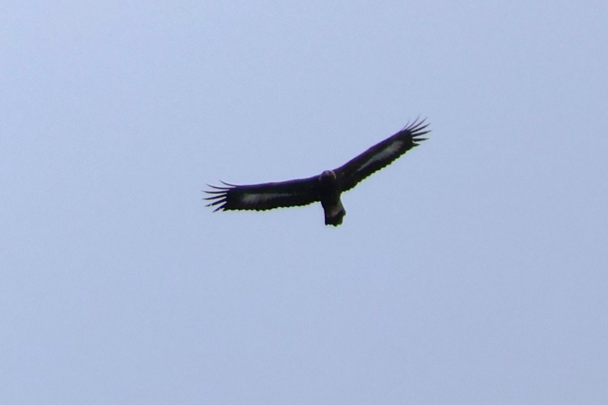 Golden Eagle - ML645020520