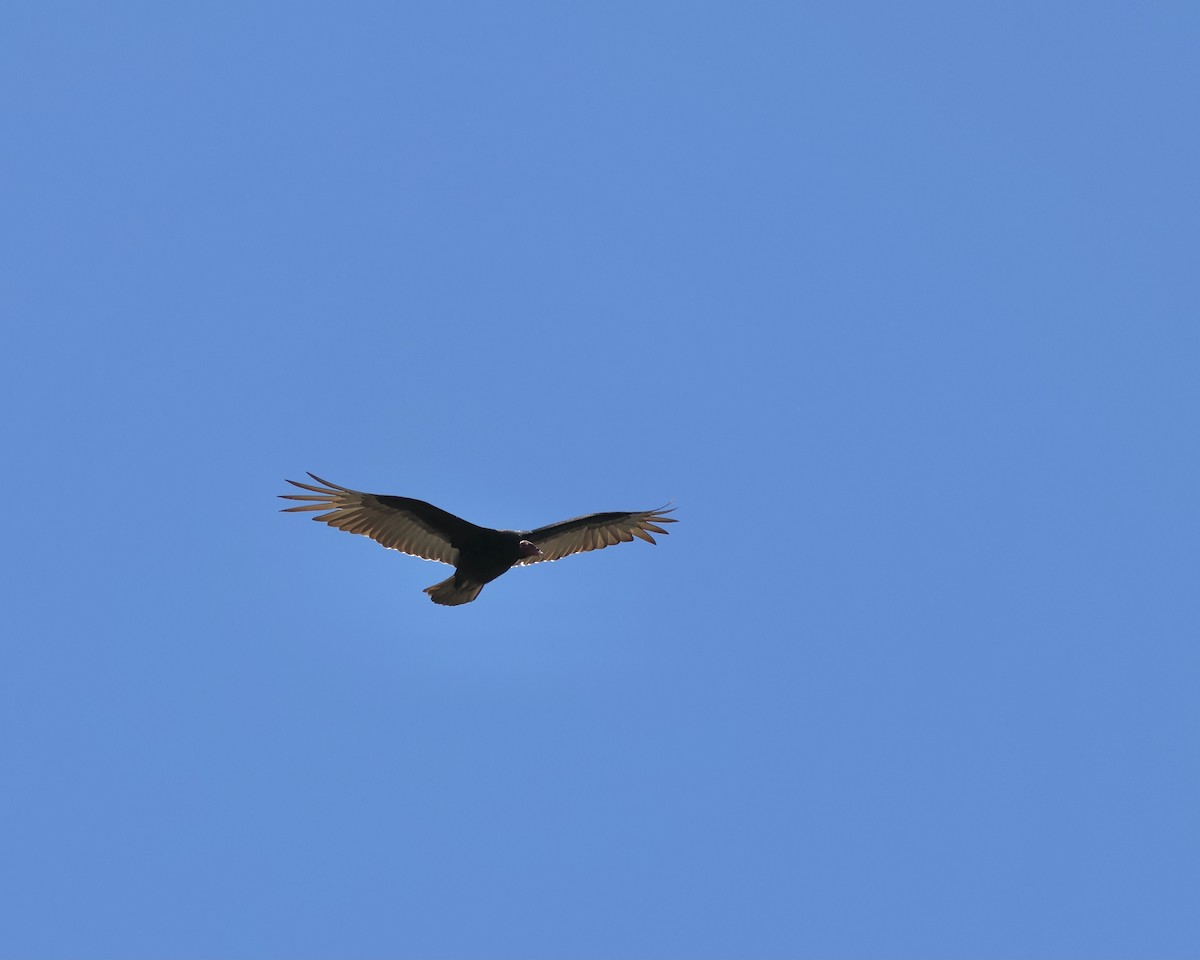 Turkey Vulture - ML645020529