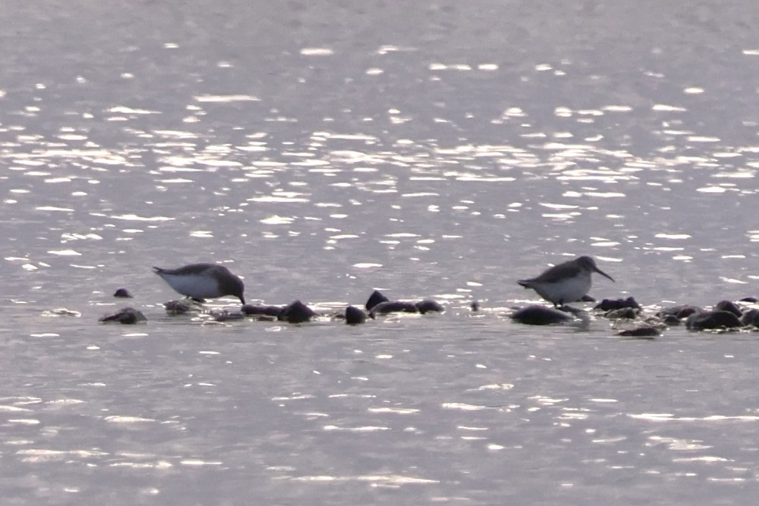 Dunlin - ML645020549