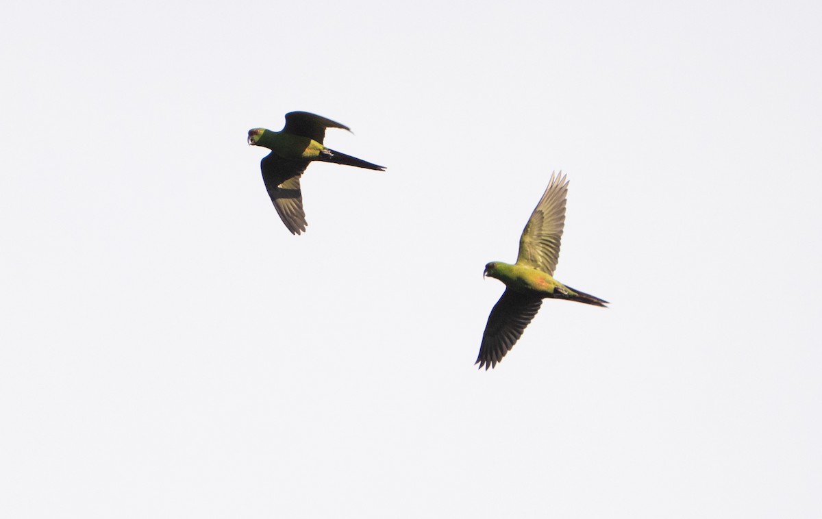 Slender-billed Parakeet - ML645020556