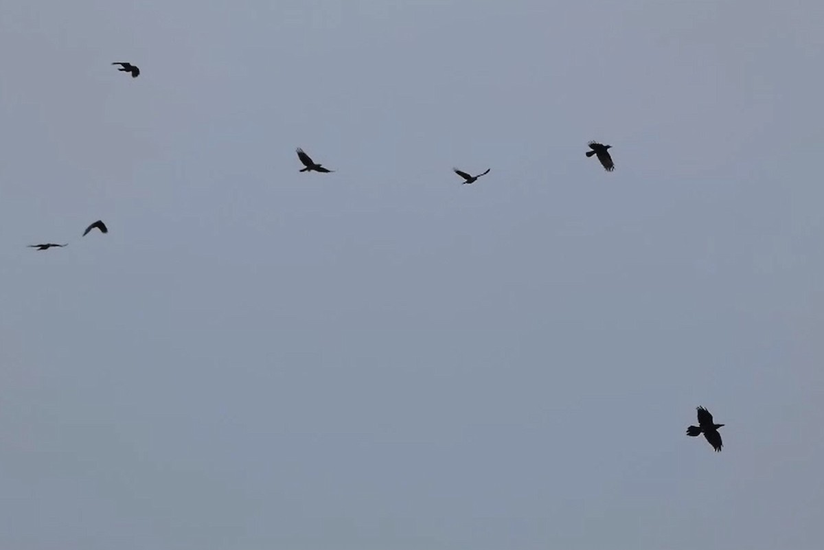 Grand Corbeau - ML645020559