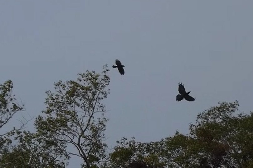 Grand Corbeau - ML645020560